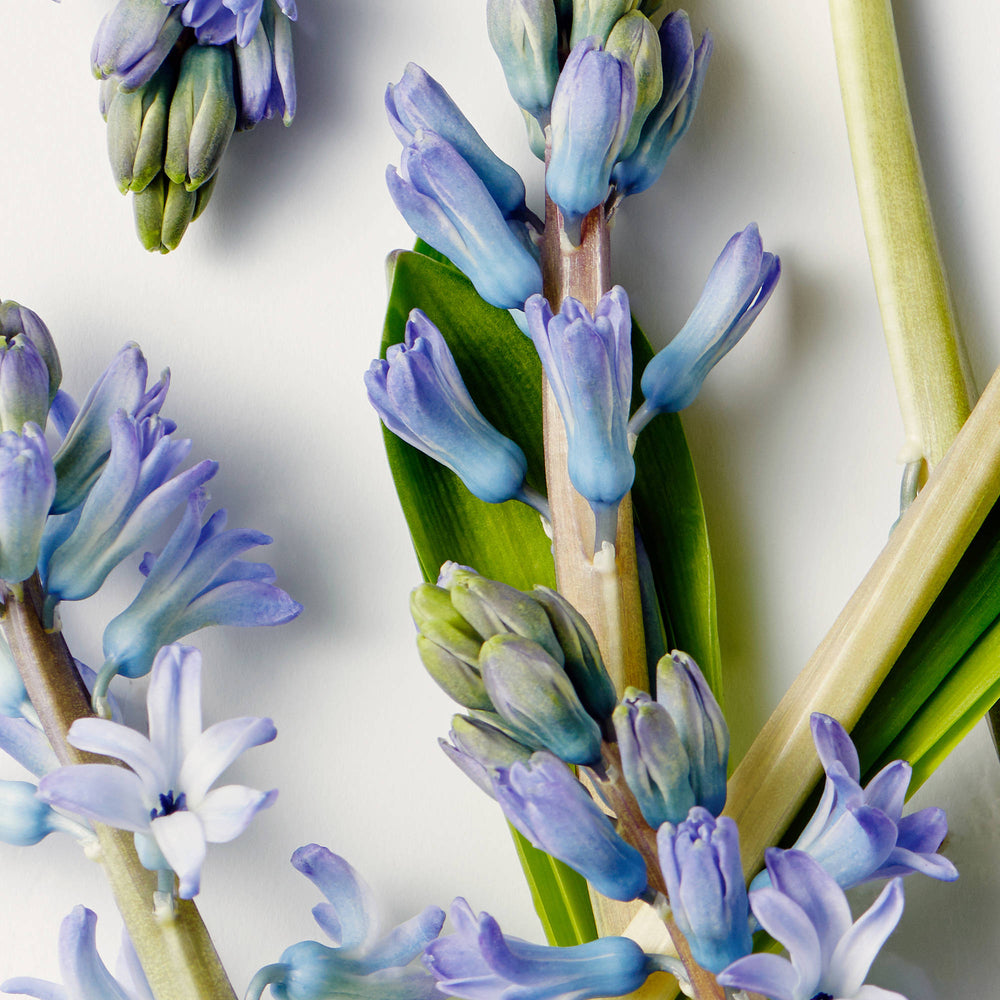 Blue hyacinthus detail.