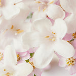 Pink jasmines detail.