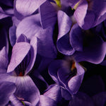 Violets detail.
