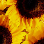 Sunflowers detail.