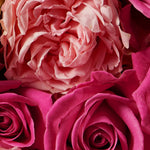 Pink roses detail.