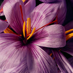 Saffron flowers detail.